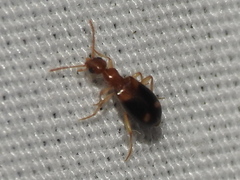 Stricticomus tobias