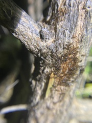 Pheidole megacephala