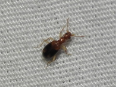 Stricticomus tobias