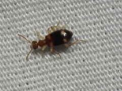 Stricticomus tobias