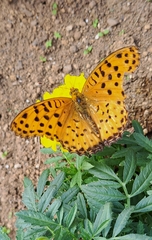 Argynnis hyperbius hyperbius