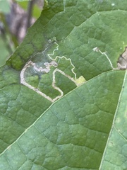 Ectoedemia platanella group