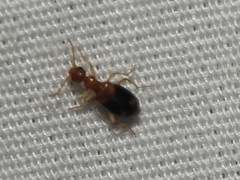 Stricticomus tobias