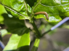 Brachyiulus