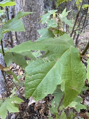 Ectoedemia platanella group