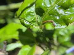 Brachyiulus