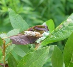 Eucosma cana