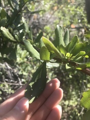 Escallonia illinita