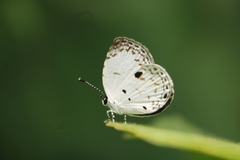 Neopithecops zalmora