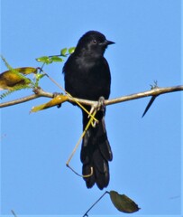 Icterus pyrrhopterus