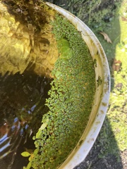 Lemna aequinoctialis