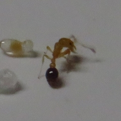 Cardiocondyla obscurior