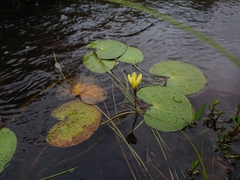 Nymphoides thunbergiana