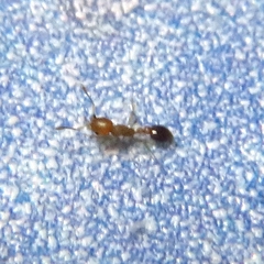 Cardiocondyla obscurior