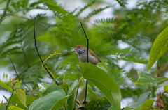 Orthotomus atrogularis