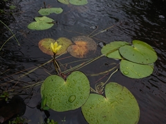 Nymphoides thunbergiana