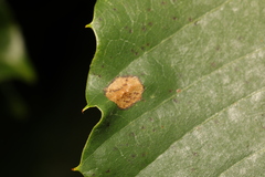 Phyllonorycter messaniella
