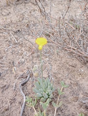 Crassothonna cacalioides