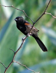 Icterus pyrrhopterus