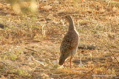 Ortygornis pondicerianus