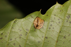 Phyllonorycter messaniella