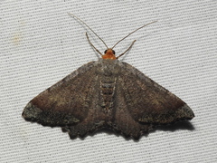 Macaria transitaria