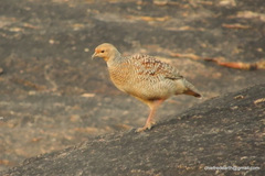 Ortygornis pondicerianus
