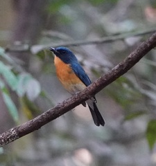 Cyornis tickelliae