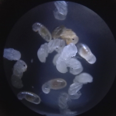 Cardiocondyla