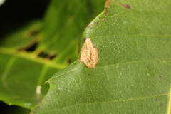 Phyllonorycter messaniella