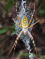 Argiope bruennichi