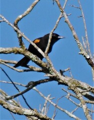 Icterus pyrrhopterus