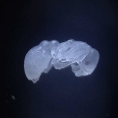 Cardiocondyla