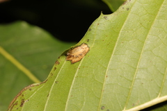 Phyllonorycter messaniella