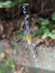 Argiope bruennichi