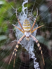 Argiope bruennichi