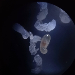 Cardiocondyla