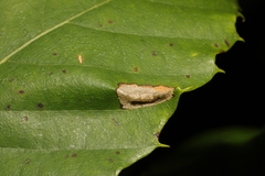 Phyllonorycter messaniella