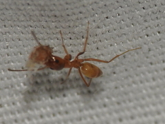 Dorymyrmex flavus