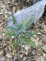 Artemisia douglasiana