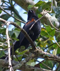 Icterus pyrrhopterus