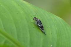 Glipa malaccana