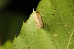 Phyllonorycter messaniella