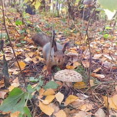 Chlorophyllum rhacodes