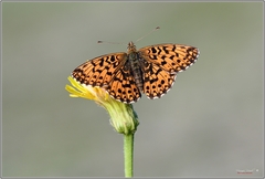 Boloria dia