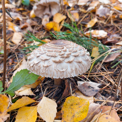Chlorophyllum rhacodes