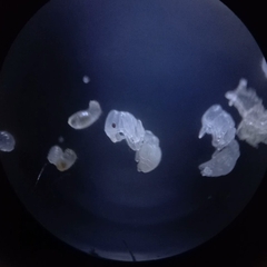 Cardiocondyla
