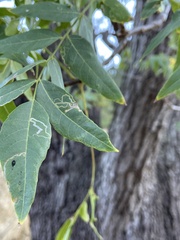 Stigmella longisacca