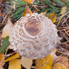 Chlorophyllum rhacodes