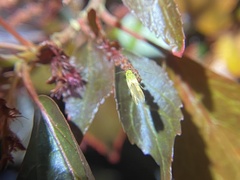 Stathmopoda auriferella